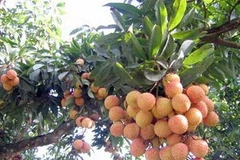 Ứng dụng ghép cây vải thiều cho quả sớm