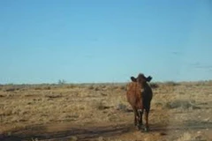 Mexico tích cực chống hiện tượng sa mạc hóa lãnh thổ 