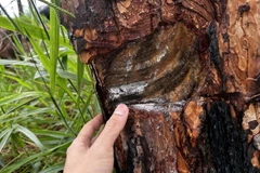 Thủ đoạn của các đối tượng bức hại rừng thông là khoan lỗ vào thân cây rồi đổ hóa chất cho cây chết dần. (Ảnh: Nguyễn Dũng/TTXVN)