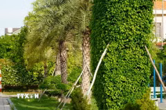 Công ty TNHH cây xanh Công Minh đã trúng thầu nhiều dự án trồng, chăm sóc cây xanh, chỉnh trang đô thị tại các địa phương trong tỉnh Đồng Tháp với tổng trị giá hơn 60 tỷ đồng. (Ảnh: Nhựt An/TTXVN)