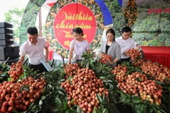 Các đại biểu tham quan gian trưng bày vải thiều chín sớm Tân Yên. (Ảnh: Danh Lam/TTXVN)