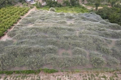 Vườn nhãn đang cho thu hoạch trái vụ tại xã Hòa Hiệp (Xuyên Mộc, Bà Rịa-Vũng Tàu). (Ảnh: Hoàng Nhị/TTXVN)