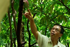 Ông Mười Cương giới thiệu về cây cacao và quy trình sản xuất chocolate thủ công. (Ảnh: Xuân Mai/Vietnam+)