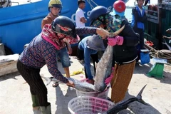 Phân loại cá thu đem đi tiêu thụ. (Nguồn: TTXVN)