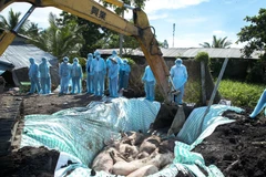 Tiêu hủy ổ dịch tả lợn châu Phi của gia đình ông Nguyễn Duy Chuyên, xã Tân Hiệp A, huyện Tân Hiệp. (Ảnh: Hồng Đạt/TTXVN) 