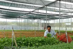 Sản xuất rau sạch trong nhà kính tại khu nông nghiệp công nghệ cao ở thị xã Ninh Hòa, Khánh Hòa. (Ảnh: Nguyên Lý/TTXVN)