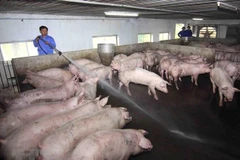 Định hướng của ngành Nông nghiệp thời gian tới là tập trung phát triển chăn nuôi tập trung an toàn dịch bệnh có kiểm soát. (Ảnh: Vũ Sinh/TTXVN)