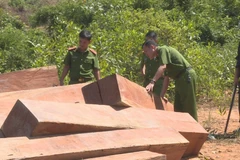 Hiện trường vụ phá rừng tại huyện Ea Kar, tỉnh Đắk Lắk. (Nguồn: TTXVN)