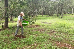 Chăm sóc cây điều. (Nguồn: TTXVN)