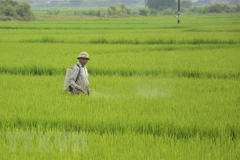 Phun thuốc phòng chống sâu bệnh cho lúa. (Nguồn: TTXVN)