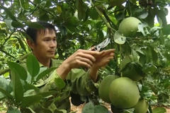 Người dân huyện Mai Sơn, tỉnh Sơn La chăm sóc, cắt tỉa cành cho trái bưởi da xanh đạt chất lượng. (Ảnh: Nguyễn Cường/TTXVN)