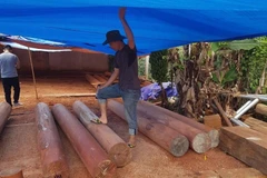 Một điểm tập kết gỗ lậu được cơ quan chức năng phát hiện. (Nguồn: TTXVN)