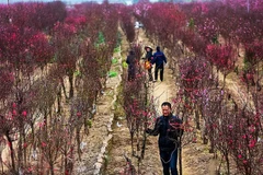 Làng đào Nhật Tân. (Nguồn: TTXVN)