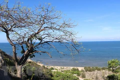 Khung cảnh giao hòa đẹp nên thơ giữa rừng và biển ở Vườn quốc gia Núi Chúa. 