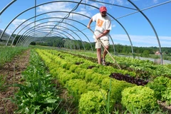 Ảnh minh họa. (Nguồn: Flickr)