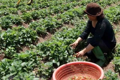 Trồng dâu tây theo tiêu chuẩn VietGAP tại Lâm Đồng. (Ảnh: Vũ Sinh/TTXVN)