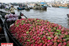 Chợ nổi Cái Răng là một chợ đầu mối nông sản nổi tiếng ở vùng Đồng bằng sông Cửu Long. (Nguồn: Báo Ảnh Việt Nam)