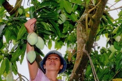 Thu hoạch xoài. (Ảnh: Đình Hụê/TTXVN)