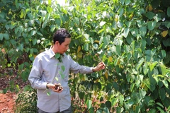 Vườn Sachi của người dân trồng tại Gia Lai phát triển tốt, sản lượng cao, bình quân đạt 1-1,5 tấn hạt khô/ha năm thu bói. (Ảnh: Dư Toán/TTXVN)