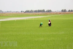 Chăm sóc lúa tại huyện Hòn Đất, Kiên Giang. (Ảnh: Lê Huy Hải/TTXVN)