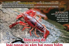 [Infographics] Tôm càng đỏ - loài ngoại lai xâm hại nguy hiểm 