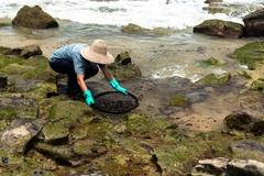 Tình nguyện viên dọn dầu tràn trên bờ biển Pocas tại Conde, bang Bahia, Brazil, ngày 27/10/2019. (Ảnh: AFP/TTXVN)