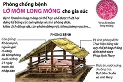 [Infographics] Phòng chống bệnh lở mồm long móng cho gia súc