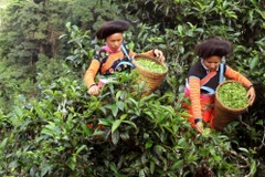 Thu hái chè Shan tuyết cổ thụ tại bản Bẹ, xã Tà Xùa, huyện Bắc Yên (Sơn La). (Ảnh: Quang Quyết/TTXVN)