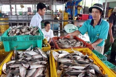 Thu mua cá tại cảng cá Tắc Cậu, huyện Châu Thành, Kiên Giang. (Ảnh: Huy Hùng/TTXVN)