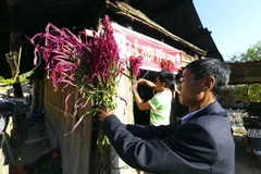 Hoa Mào gà được cắm ngay trước cửa nhà trong ngày tết. (Ảnh: Phan Tuấn Anh/TTXVN)