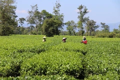 Những đồi chè nối nhau đến tận chân núi. (Ảnh: Hồng Điệp/TTXVN)