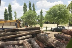 Số gỗ tang vật được lực lượng chức năng thu giữ. (Ảnh: Quang Huy/TTXVN)