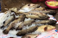 Cá chết hàng loạt ở Thanh Hóa nghi do tảo nở hoa