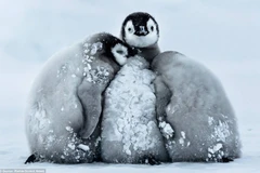 Ngộ nghĩnh những chú chim cánh cụt "ôm" nhau để chống rét