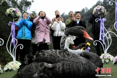 Đám cưới của đôi thiên nga khiến nhiều người ngưỡng mộ