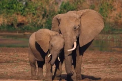 Ảnh minh họa. (Nguồn: animal-activist.org)