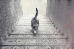 Những bức ảnh thách đố thị giác của người xem