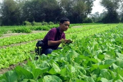 Xua tan nỗi lo thực phẩm với thương hiệu "Rau an toàn Mộc Châu"