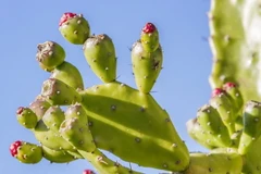 Những tác dụng không ngờ của xương rồng đối với sức khỏe