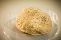 Mẫu xương đùi của một con gấu được cho là bị con người giết mổ. (Nguồn: theguardian.com) 