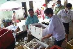 Ảnh minh họa. (Nguồn: TTXVN)