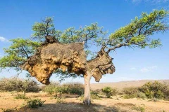 Chiêm ngưỡng tổ chim nặng 900kg lớn nhất thế giới