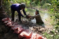 Nhiều hộ dân ở ấp Bình Xuân, xã Châu Bình, huyện Giồng Trôm phải đắp đất ngăn nước ngập mặn vào diện tích cây trồng. (Ảnh: Trần Việt/TTXVN) 