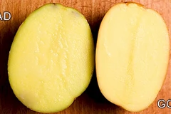 Hiểu rõ tuổi thọ của thực phẩm để làm bà nội trợ thông minh