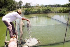 Nuôi các lóc trong lồng. (Ảnh: Trần Lê Lâm/TTXVN)