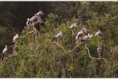 Sau ba năm đi vào khai thác du lịch, Thung Nham đã thu hút hàng chục nghìn lượt du khách mỗi năm.