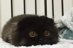 Mê mẩn chú mèo có đôi mắt giống "mèo đia hia" của Disney