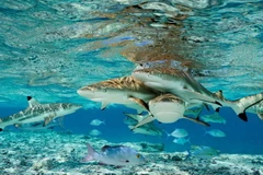 Liên hợp quốc kêu gọi thế giới bảo vệ môi trường biển