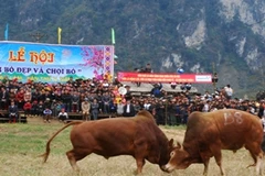 Lễ hội thi bò đẹp và chọi bò tại huyện Bảo Lâm (Cao Bằng). Ảnh: PV/Vietnam+.
