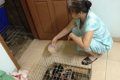 Dân văn phòng tranh thủ tăng gia sản xuất tại nhà. (Ảnh: Quỳnh Trang/Vietnam+)